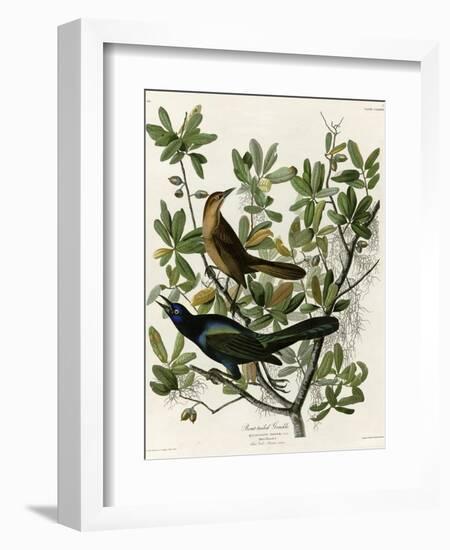 Boat Tailed Grackle-null-Framed Giclee Print