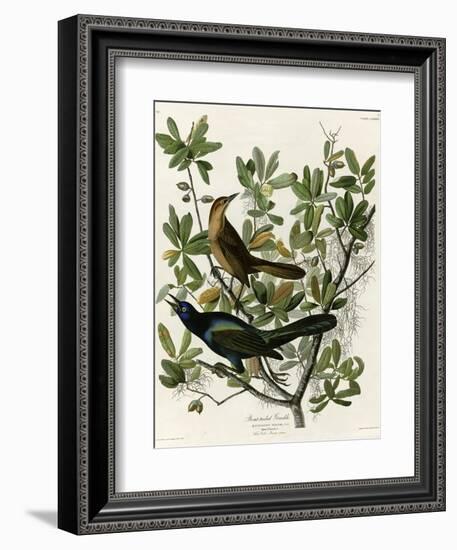 Boat Tailed Grackle-null-Framed Giclee Print