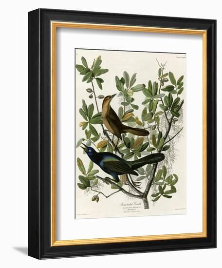 Boat Tailed Grackle-null-Framed Giclee Print