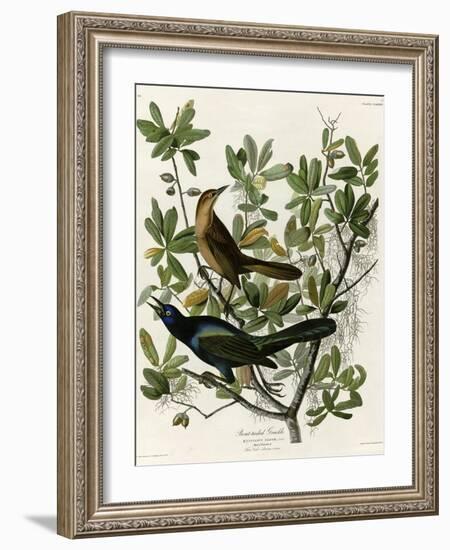 Boat Tailed Grackle-null-Framed Giclee Print