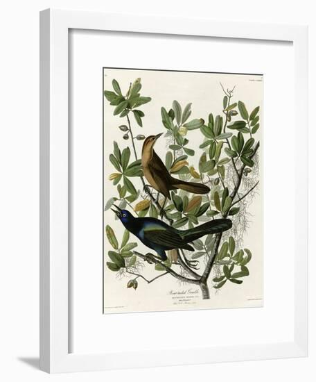 Boat Tailed Grackle-null-Framed Giclee Print