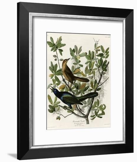 Boat Tailed Grackle-null-Framed Giclee Print