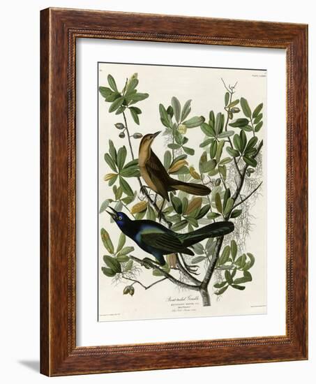 Boat Tailed Grackle-null-Framed Giclee Print