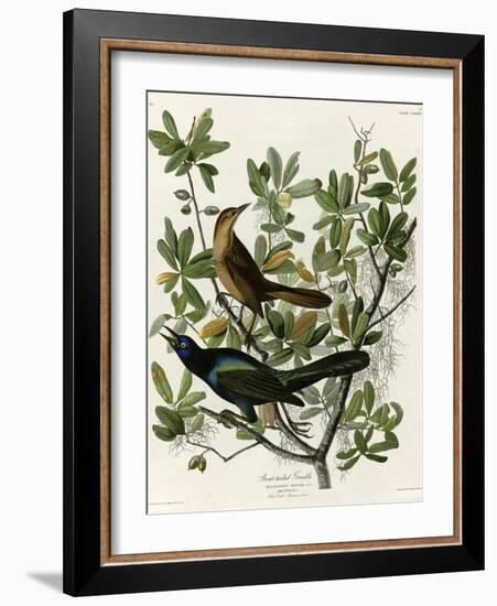 Boat Tailed Grackle-null-Framed Giclee Print