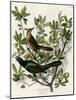 Boat Tailed Grackle-null-Mounted Giclee Print