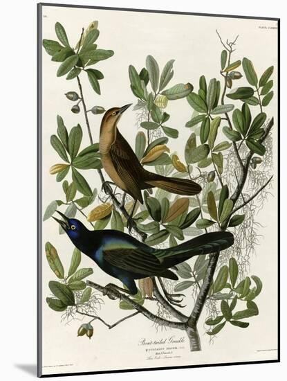 Boat Tailed Grackle-null-Mounted Giclee Print