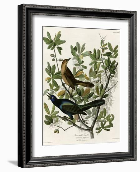 Boat Tailed Grackle-null-Framed Giclee Print