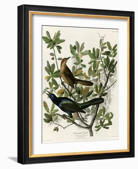 Boat Tailed Grackle-null-Framed Giclee Print