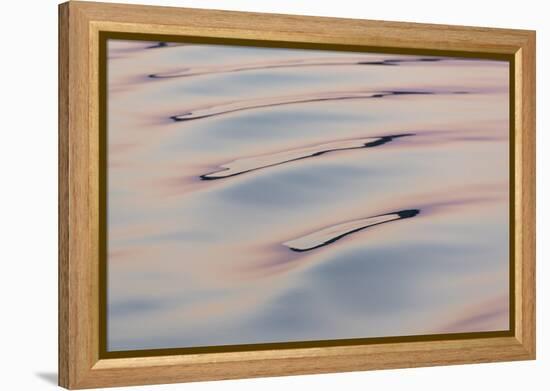 Boat wake reflecting colors at dawn-Trish Drury-Framed Premier Image Canvas