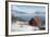 Boathouse on the Island of Kvaloya (Whale Island), Troms, Norway, Scandinavia, Europe-David Lomax-Framed Photographic Print