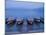 Boats and Lake, Chiemsee, Bavaria, Germany-Demetrio Carrasco-Mounted Photographic Print