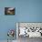 Boats wait for passengers at Doo Lough, part of a national park in County Mayo, Ireland.-Betty Sederquist-Photographic Print displayed on a wall