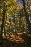 Beech Woodland In Autumn-Bob Gibbons-Photographic Print