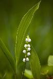 Anemone Narcissiflora-Bob Gibbons-Photographic Print