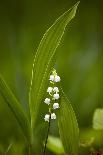 Cornfield Weed Flowers-Bob Gibbons-Photographic Print