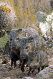 Family of Collared Peccaries-Bob Gibbons-Photographic Print