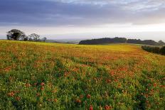 Wildflower Meadow-Bob Gibbons-Photographic Print