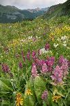 Alpine Flowers In Rustler's Gulch, USA-Bob Gibbons-Photographic Print
