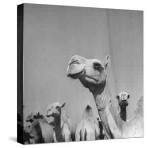 Camels Black And White Photography Art Prints Paintings Posters Wall Art Art Com