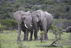 African Elephants 171-Bob Langrish-Photographic Print