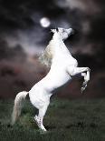 Dream Horses 087-Bob Langrish-Framed Photographic Print