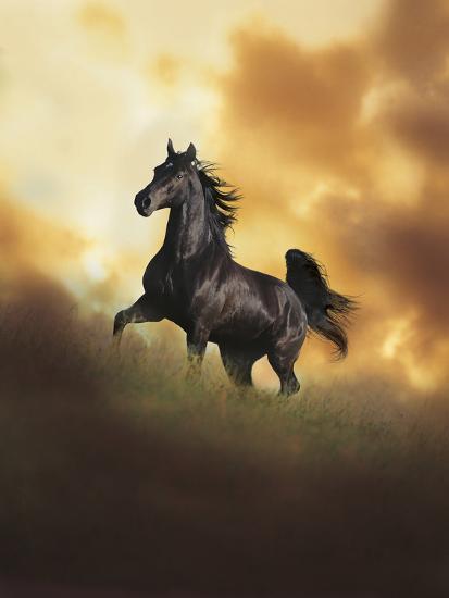 Photographic Print, , large