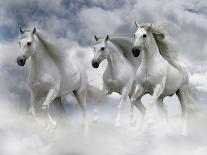 Dream Horses 074-Bob Langrish-Photographic Print