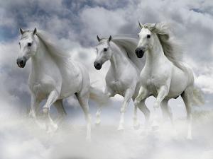 Dream Horses 087 by Bob Langrish