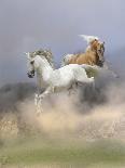 Dream Horses 097-Bob Langrish-Photographic Print
