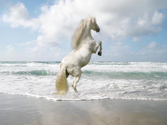 Photographic Print, , large