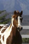 Thoroughbred 004-Bob Langrish-Photographic Print