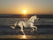 Dream Horses 087-Bob Langrish-Photographic Print