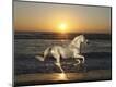 Premium Photographic Print