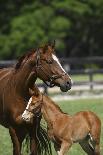 Dream Horses 028-Bob Langrish-Photographic Print