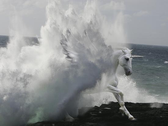 Photographic Print, , large