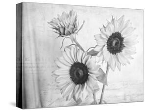 Sunflowers Black And White Photography Canvas Art Prints