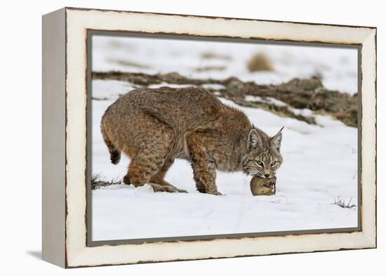 Bob the Cat-Verdon-Framed Premier Image Canvas
