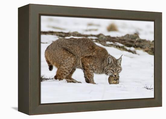 Bob the Cat-Verdon-Framed Premier Image Canvas