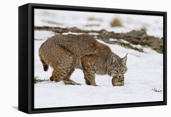 Bob the Cat-Verdon-Framed Premier Image Canvas