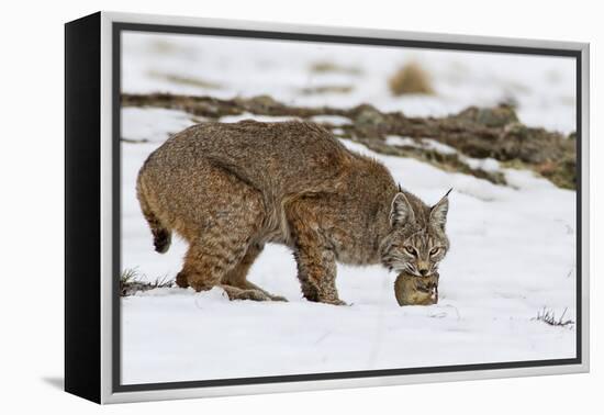 Bob the Cat-Verdon-Framed Premier Image Canvas