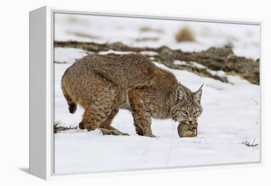 Bob the Cat-Verdon-Framed Premier Image Canvas