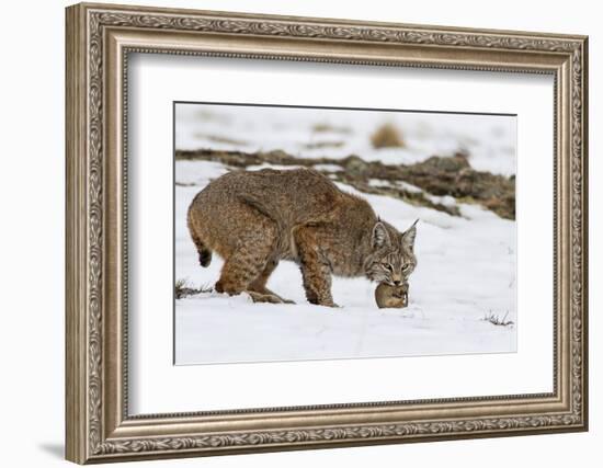 Bob the Cat-Verdon-Framed Photographic Print