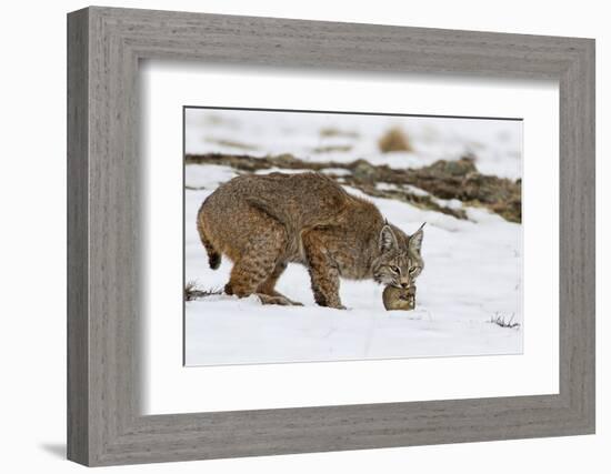 Bob the Cat-Verdon-Framed Photographic Print