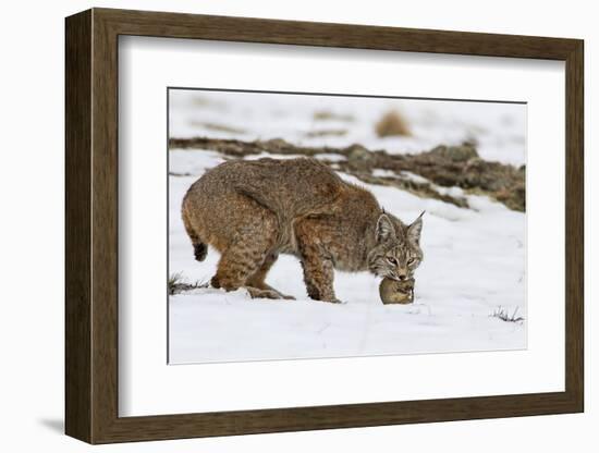 Bob the Cat-Verdon-Framed Photographic Print