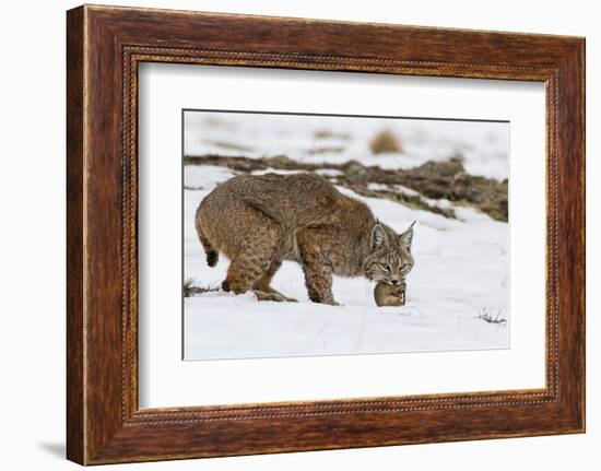 Bob the Cat-Verdon-Framed Photographic Print