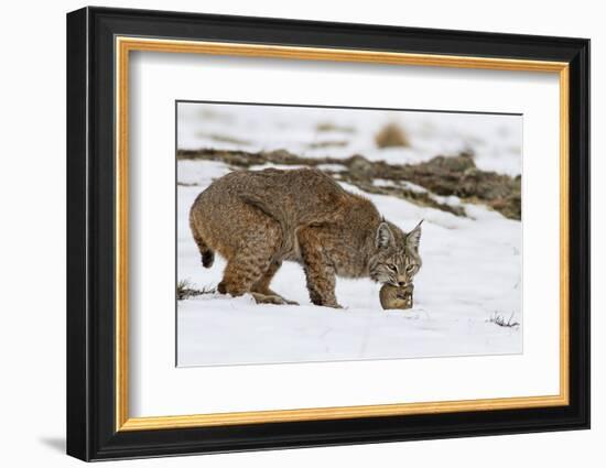 Bob the Cat-Verdon-Framed Photographic Print