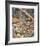 Bob White Quails I-Chris Forrest-Framed Limited Edition