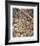 Bob White Quails I-Chris Forrest-Framed Limited Edition