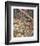 Bob White Quails I-Chris Forrest-Framed Limited Edition