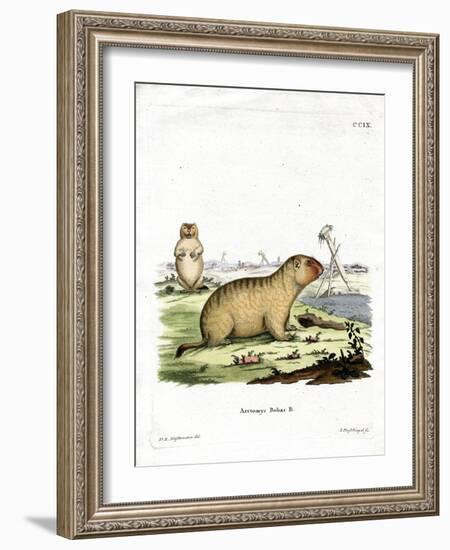Bobac Marmot-null-Framed Giclee Print